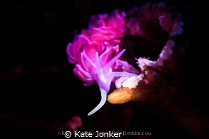 Pretty in Pink
Coral nudibranch with a touch of pink sno... by Kate Jonker 